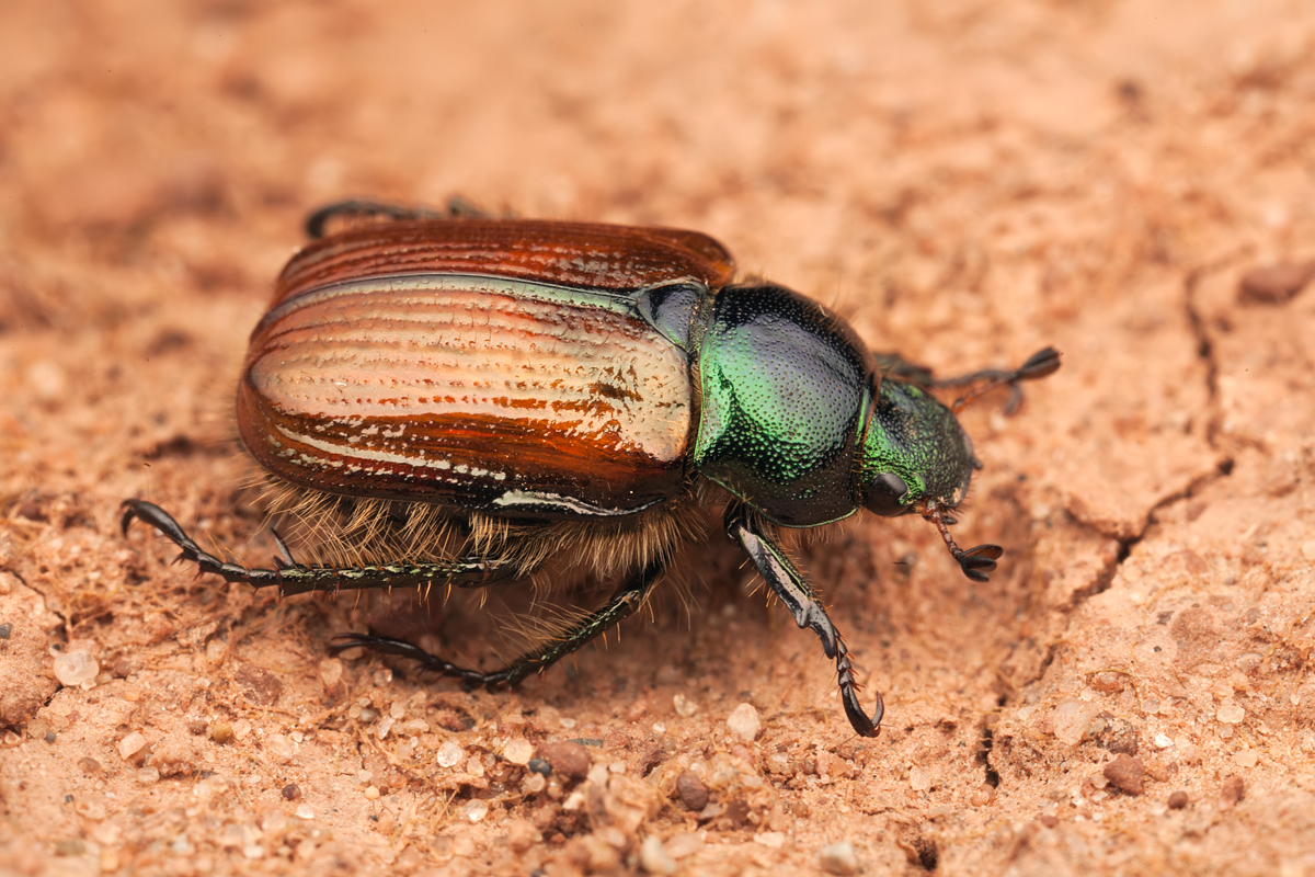 Garden Chafer Beetle